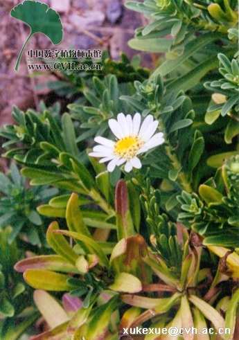 是 a href="#">桔梗目 /a>菊科狗娃花属植物,主根粗壮,木质化,基梢抖