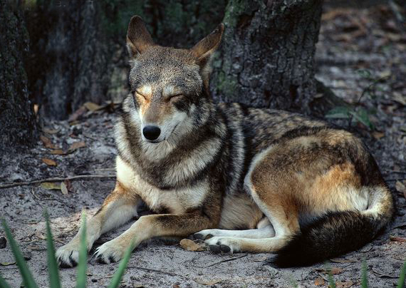  p>红狼(学名: i>canis rufus /i>)是一种生存在 a target="_blank"