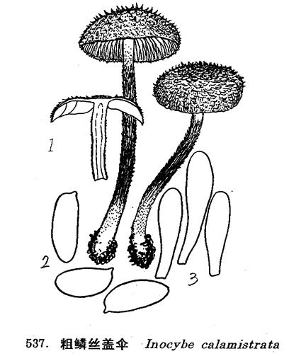  p>粗鳞丝盖伞,伞菌目, a target="_blank" href="/item/丝膜菌科