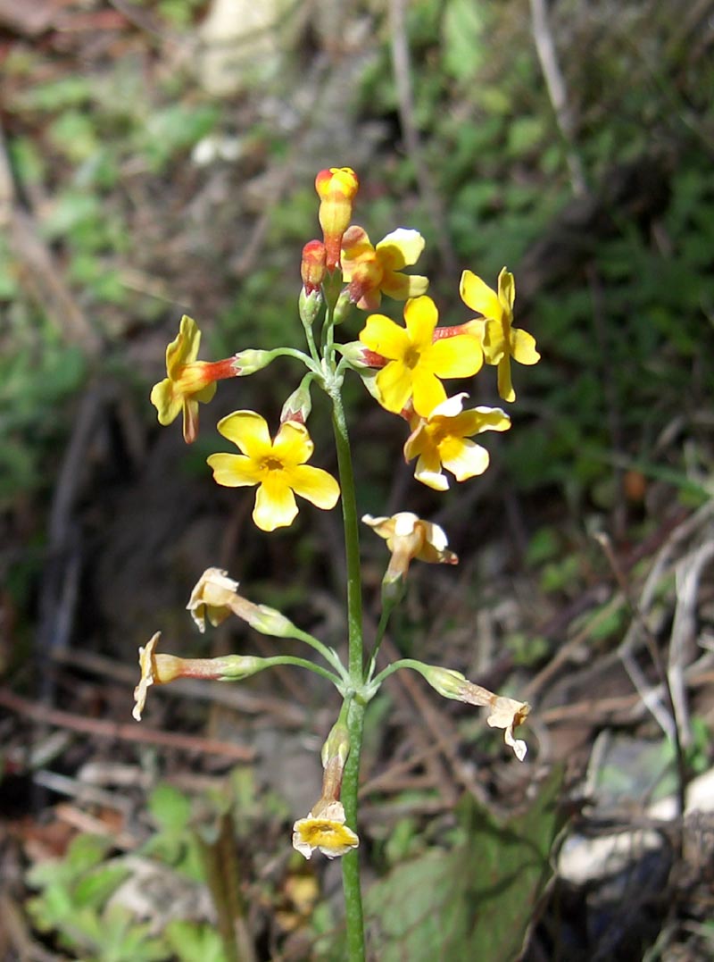  p>植物名,为报春花科,报春花属.多年生 a href="#">草本 /a>.