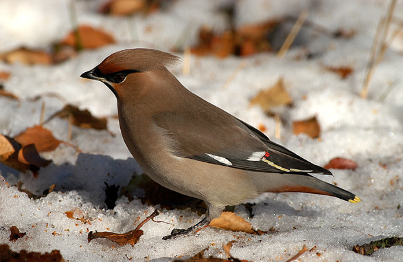 太平鸟普通亚种