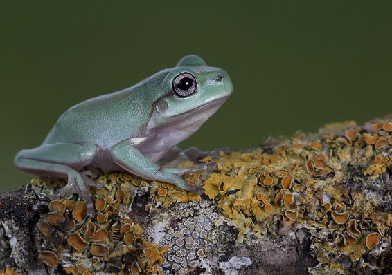  p>澳大利亚绿色雨蛙(学名:litoria caerulea )英文名称 "绿树蛙"