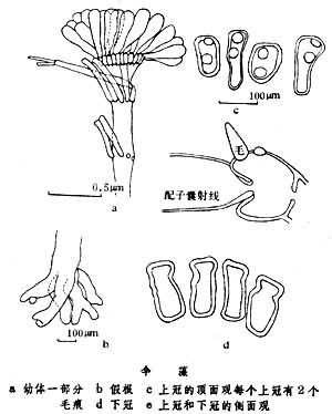  p>绿藻纲(chlorophyceae)在 a href="#" data-lemmaid="1298770">
