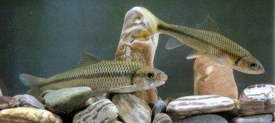  p>粗须铲颌鱼,体长,侧扁.头较短.吻钝.