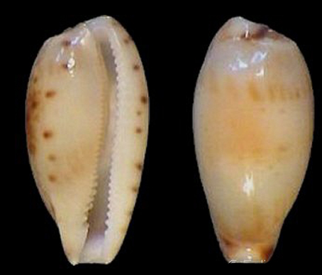  p>姑娘宝螺(学名:palmulacypraea musumea musumea)是腹足纲宝螺科的