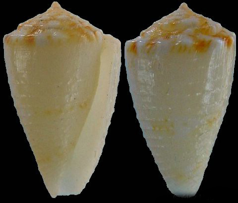  p>哈文芋螺是一种新腹足目,芋螺科类生物.螺壳尺寸20 - 34 mm.