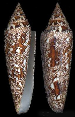 data-lemmaid="4193866">孟加拉芋螺 /a>是一种新腹足目,芋螺科类生物