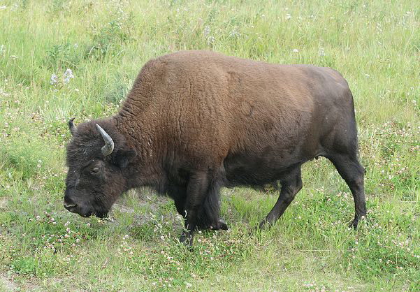 bison bison athabascae