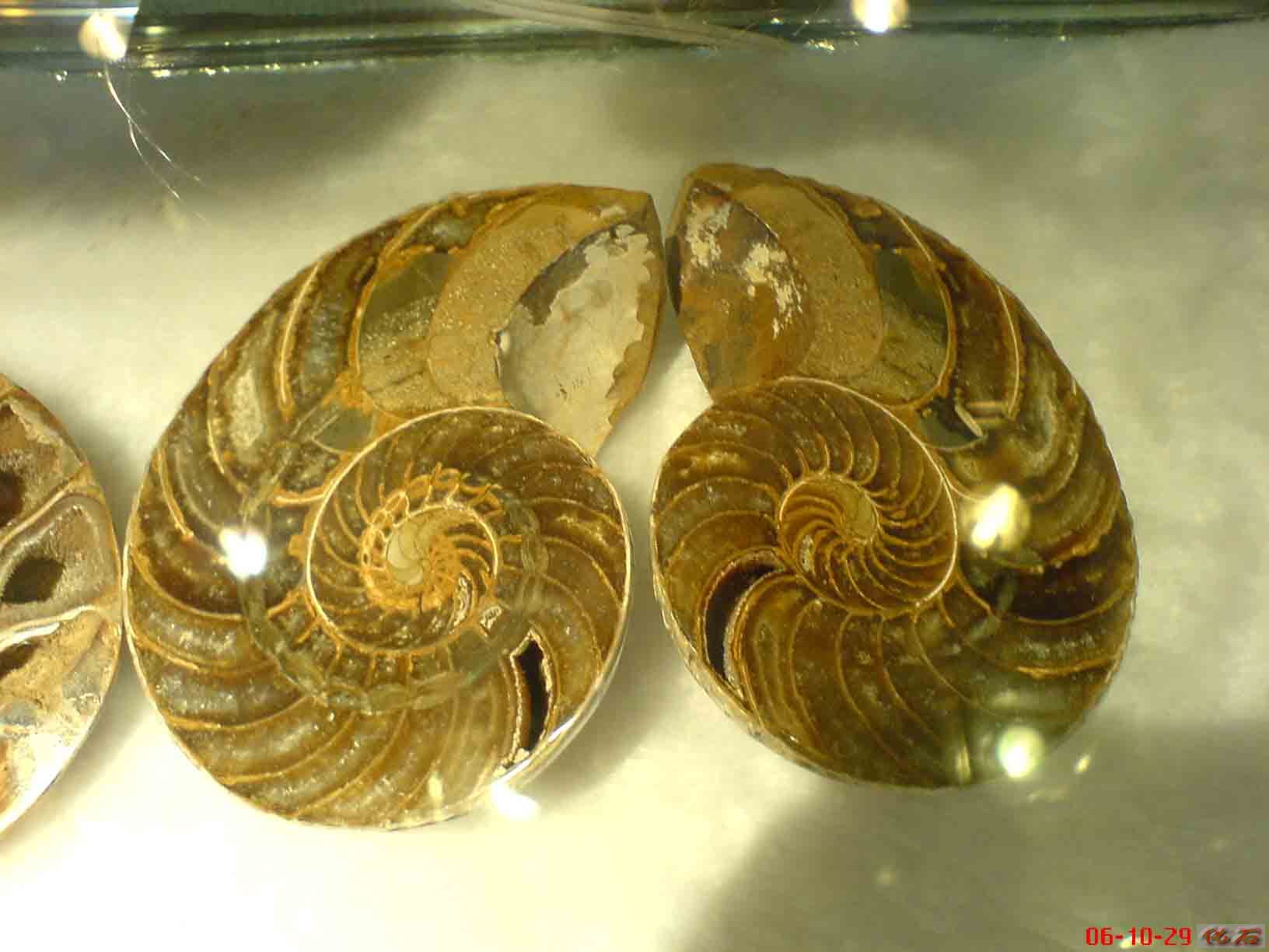  p>菊石, a target="_blank" href="/item/软体动物门/563285" data