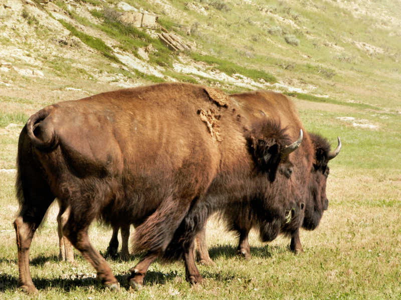 bison bison bison