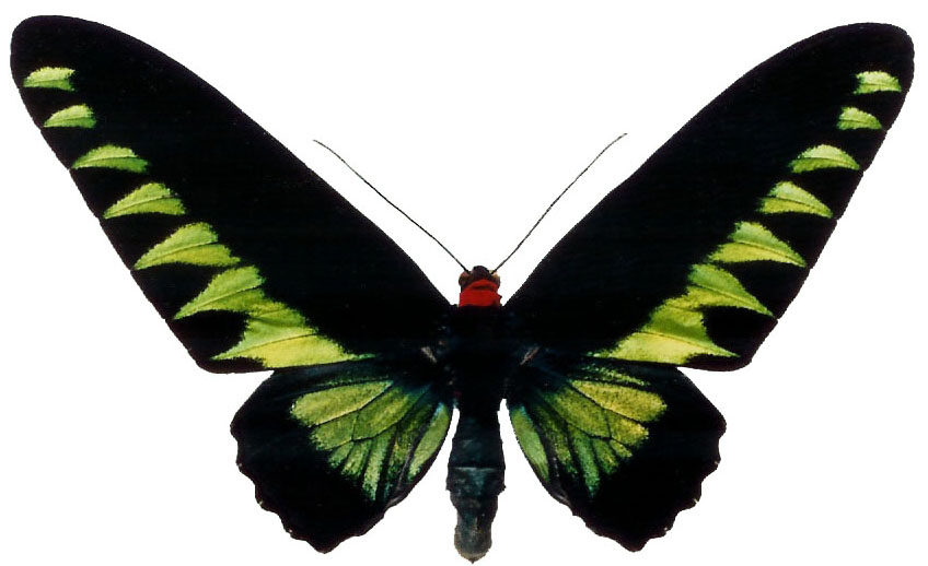  p>翠叶红颈凤蝶指名亚种(学名:trogonoptera brookiana brookiana)是