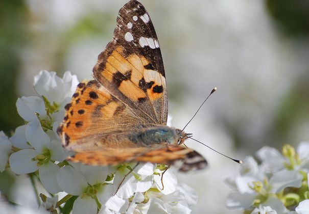  p>小红蛱蝶(学名: i>vanessa cardui /i>)是蛱蝶科红蛱蝶属的一种