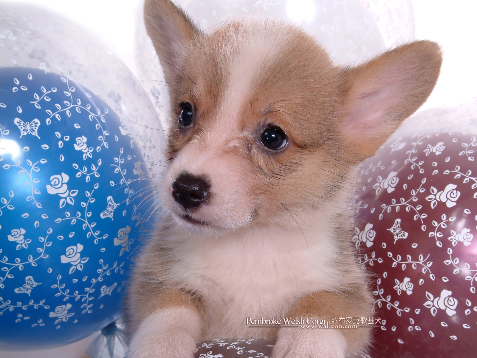pembroke welsh corgi