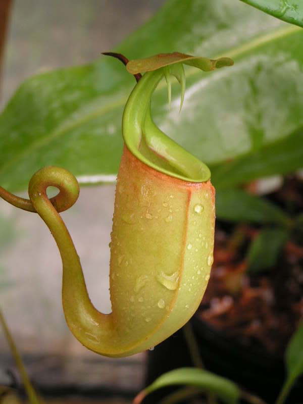 猪笼草