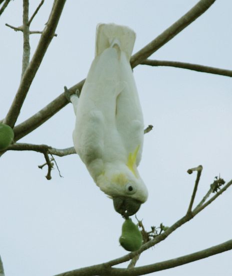  p>帝汶凤头鹦鹉(学名: i>cacatua sulphurea parvula /i>)是 a href=