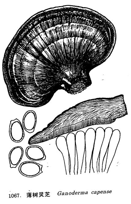  p>薄树灵芝生于树桩基部.分布于云南,广东,海南,香港等.