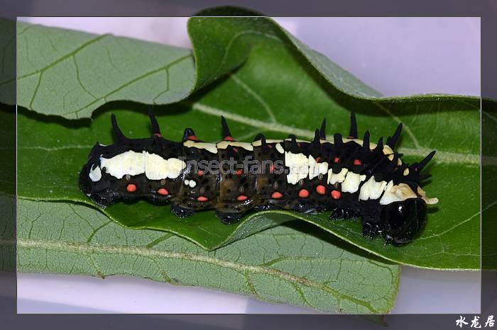  p>斑凤蝶( i>chilasa clytia /i>&nbsp;linnaeus,1758)是凤蝶科