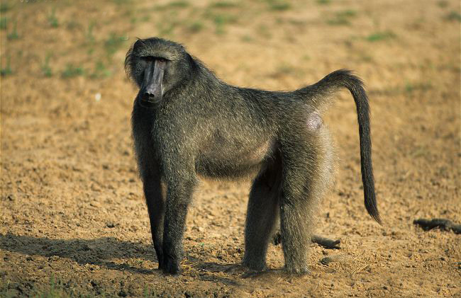 chacma baboon