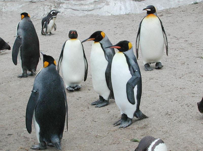  p>王企鹅(学名: i>aptenodytes patagonicus /i>)体长近1米,体重约15