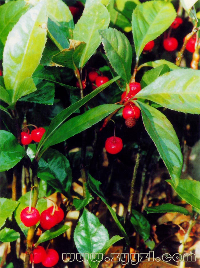  p>紫金牛,学名:ardisia japonica (thunb)blume,别名小青,矮茶,短脚