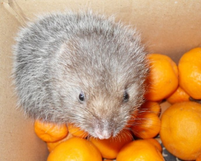  p>竹鼠(学名: i>rhizomyidae /i>),是属竹鼠科, a href="#" data