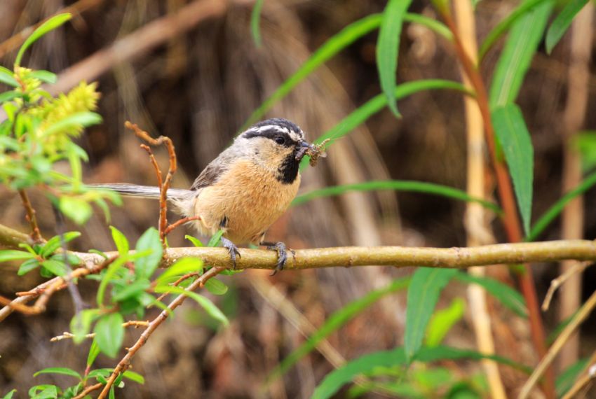  p>白眉山雀(学名: i>parus superciliosus /i>)为 a target="_blank"