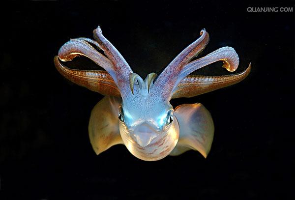 "2324638">柔鱼 /a>, a href="#" data-lemmaid="2420827">枪乌贼 /a>