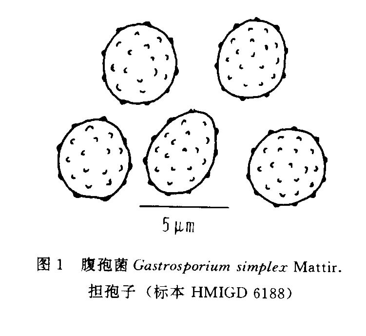 simplex)是属于 b>牛肝菌目腹孢菌科腹孢菌属 /b>的一种担子菌