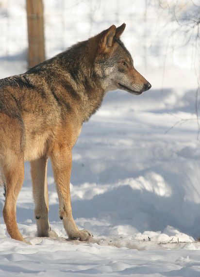 lupus /i>)又名 a href="#" data-lemmaid="6683909">欧亚灰狼 /a>