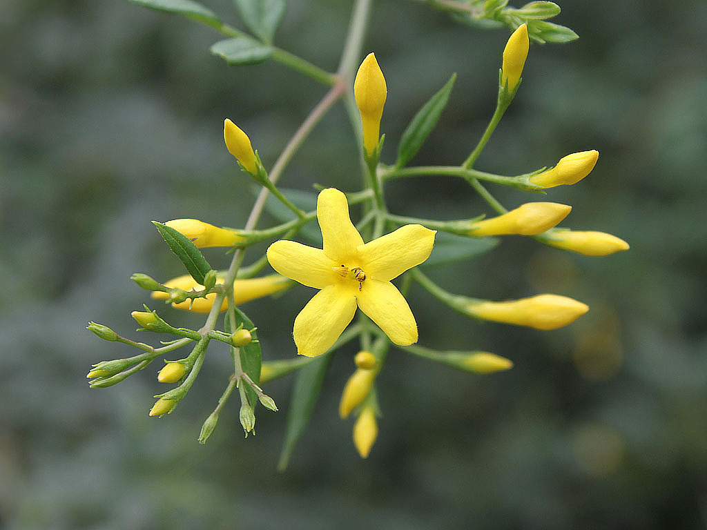  p>珍珠花属,学名: i>lyonia nutt /i>,是 a href="#" data-lemmaid="