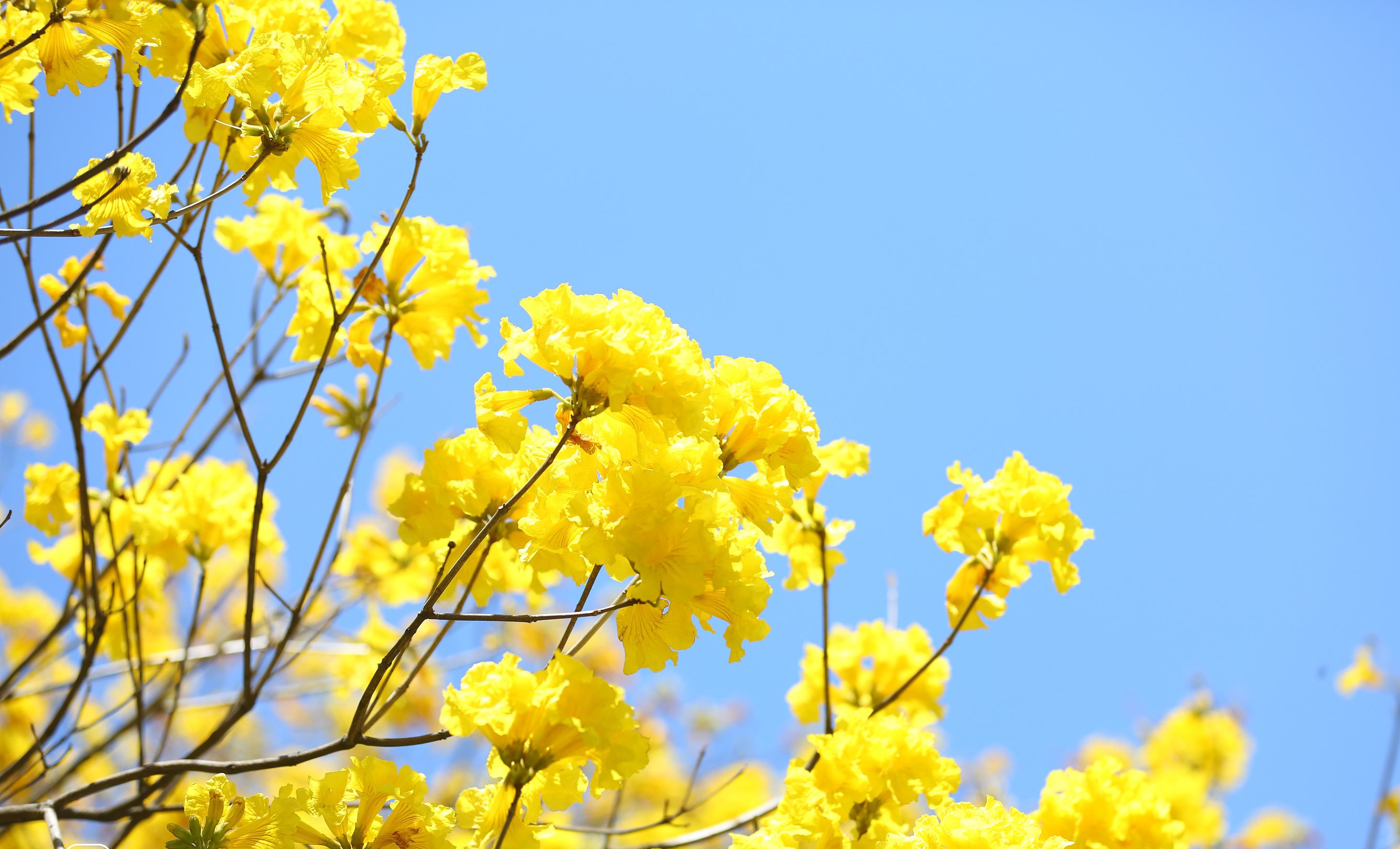  p data-id="txtg2hq6bfau">黄花风铃木( i>handroanthus chrysanthus