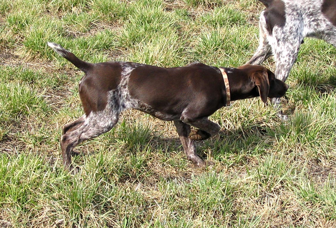 波音达猎犬的优缺点