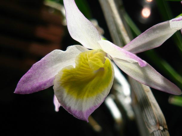  p>杯鞘石斛(学名: i>dendrobium gratiosissimum /i>  rchb. f.