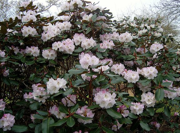  p>钟花杜鹃(学名: i>rhododendron campanulatum /i> d.