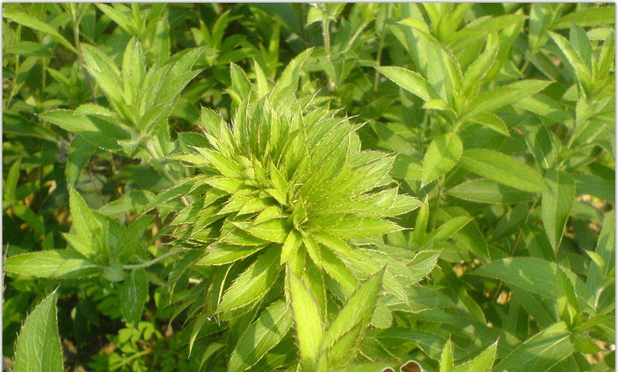  p>墓头回为败酱科植物糙叶败酱( i>patrinia rupestris  /i>(pall.