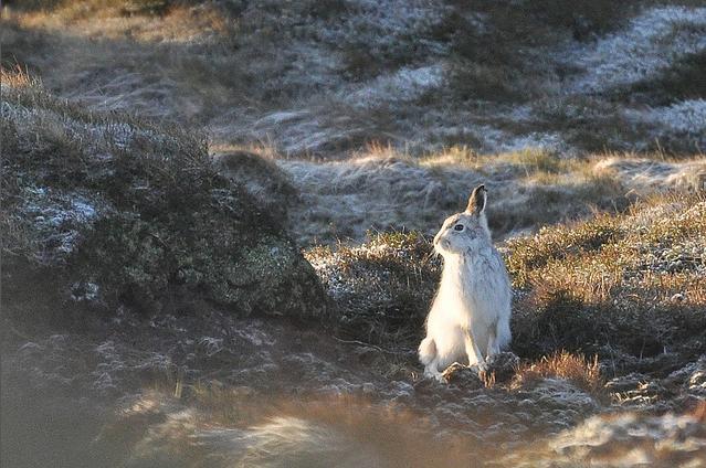 雪兔是兔形目兔科兔属哺乳动物