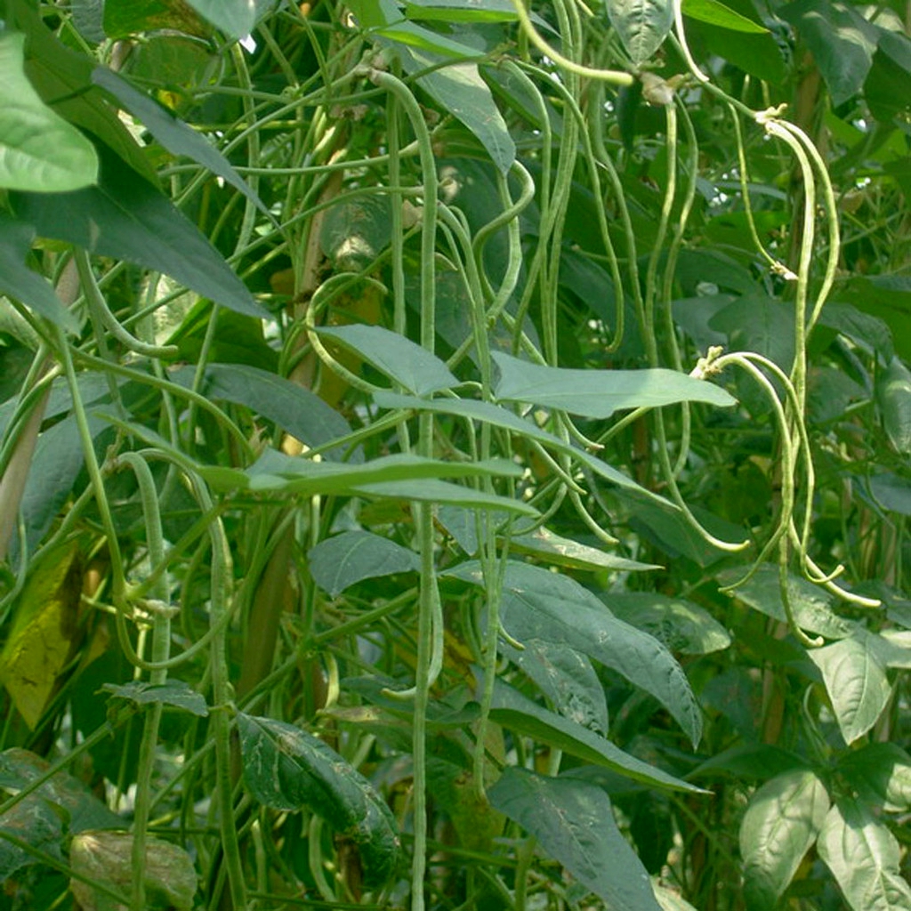 豆科/3672199" data-lemmaid="3672199">豆科 /a>,豇豆属一年生缠绕