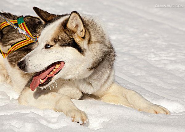 href="#" data-lemmaid="8206086">阿拉斯加犬 /a>,是最古老的极地 a