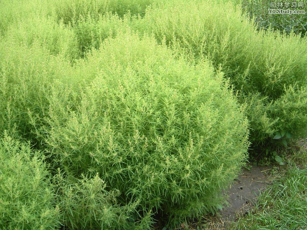  p>地肤( i>kochia scoparia /i> (l.) schrad.