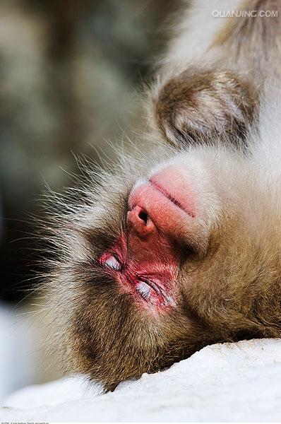  p> a href="#" data-lemmaid="111617">日本 /a>猕猴(学名: i>macaca