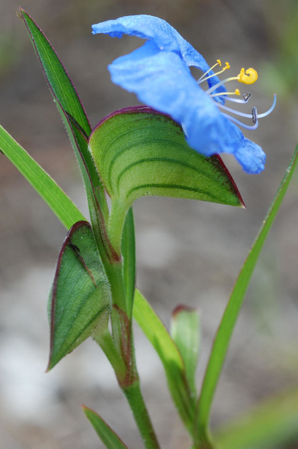  p>大叶鸭跖草(学名: i>commelina suffruticosa /i> bl.