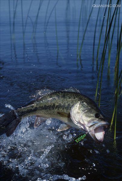  p>大口黑鲈(学名: i>micropterus salmoides /i>)是太阳鱼科,黑鲈属