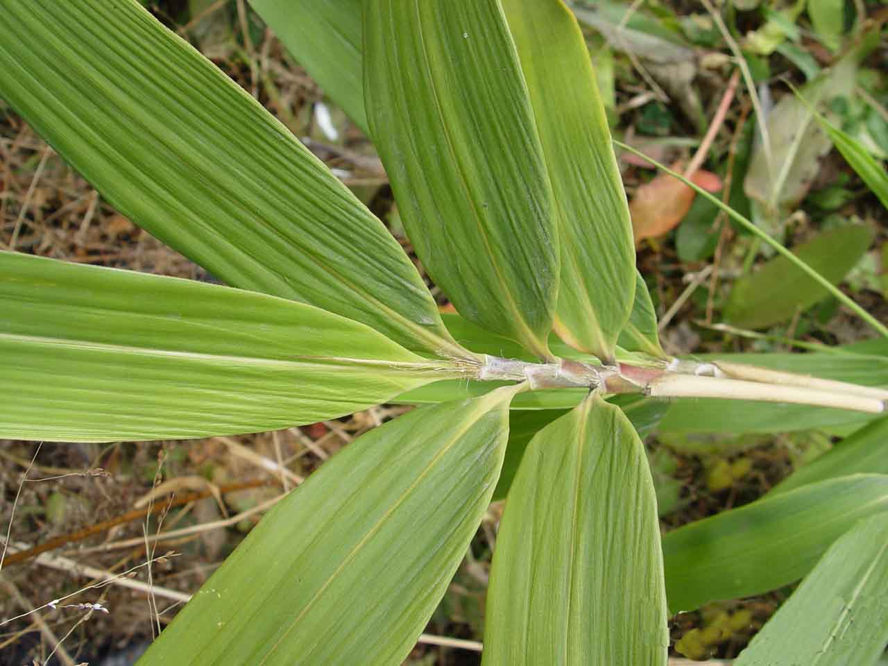 chu)是禾本科,箬竹属植物,竿高可达2米,最大直径7.
