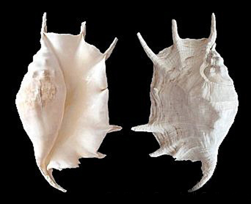 truncate spider conch