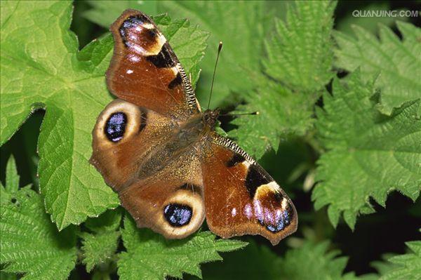 大孔雀蝶