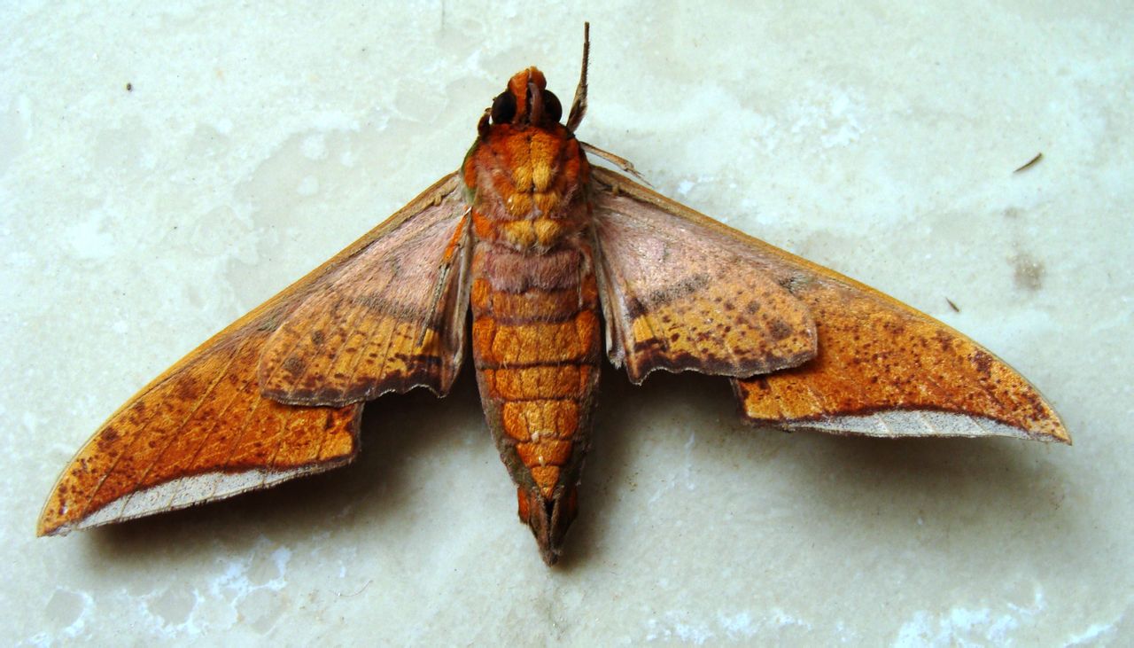 ochracea /i>&nbsp;butler,1885)是天蛾科鹰翅天蛾属的一种动物