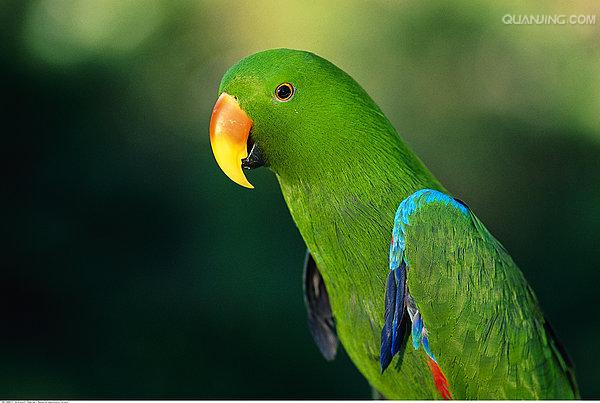  p>华贵折衷鹦鹉(学名:eclectus roratus roratus)是折衷鹦鹉的指名