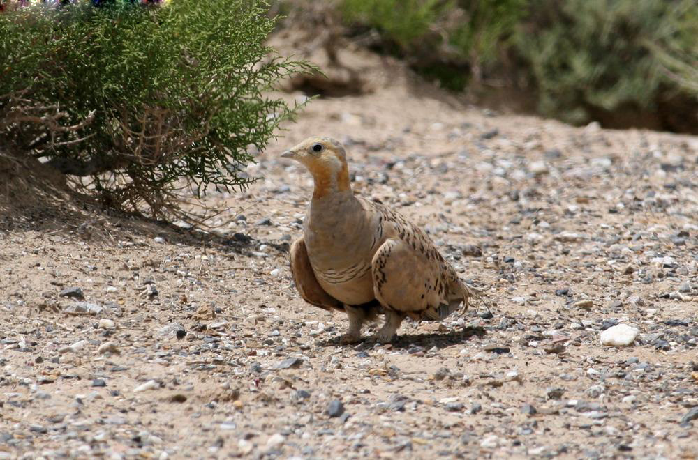  p>西藏毛腿沙鸡(学名: i>syrrhaptes tibetanus
