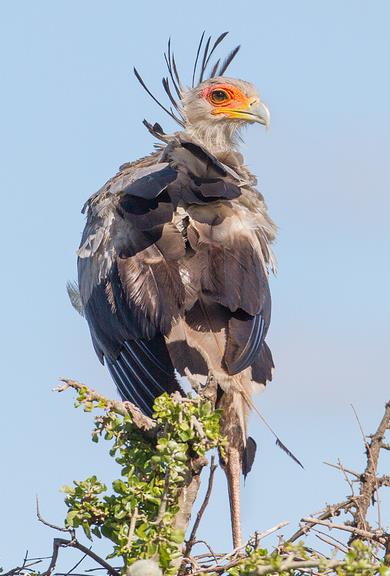 secretary bird