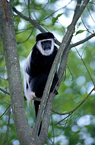  p>西非黑白疣猴(学名: i>colobus polykomos /i>):又名髯猴, a